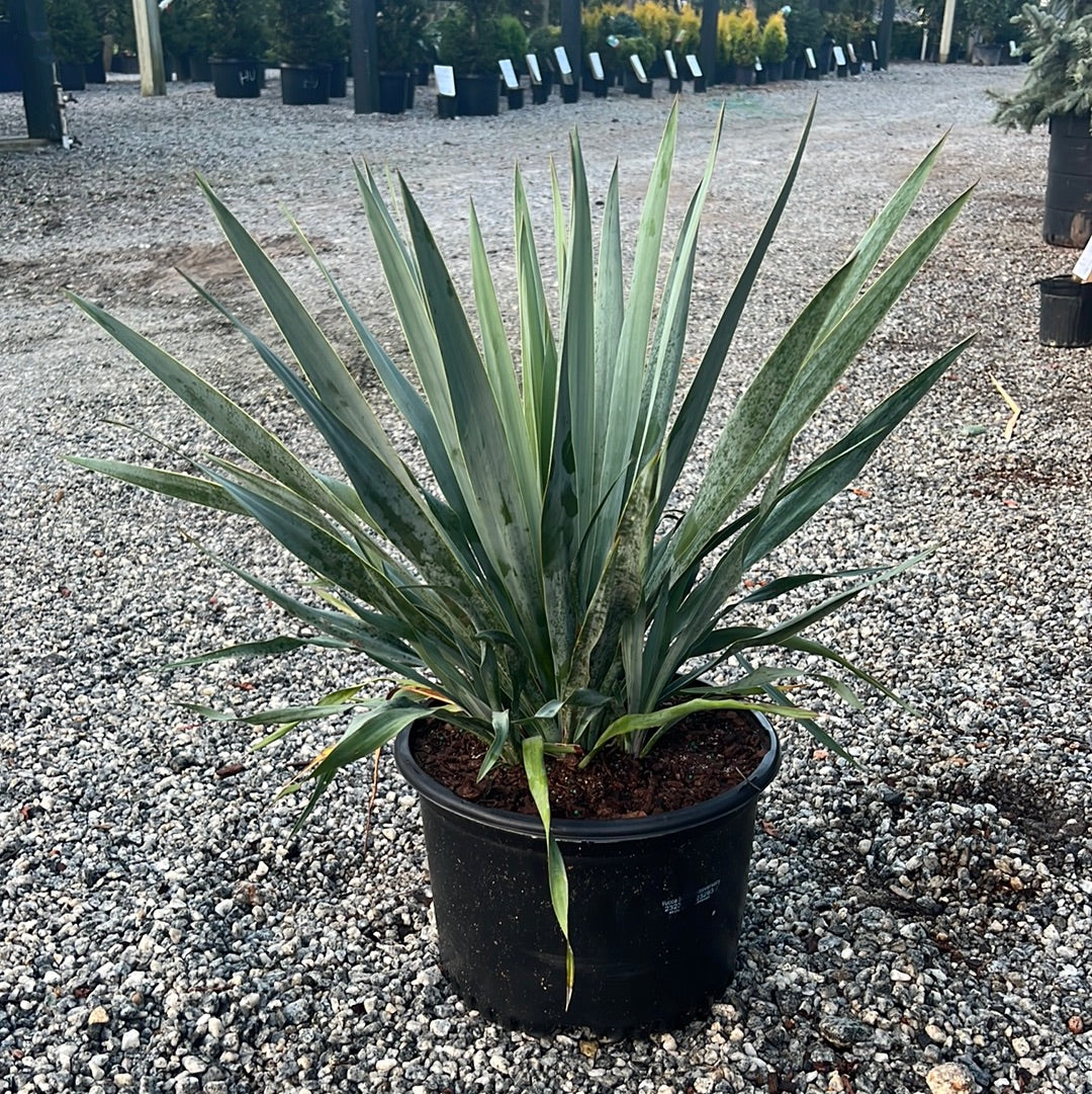 Silver Anniversary Yucca 3 Gal | Lichtenfelt's