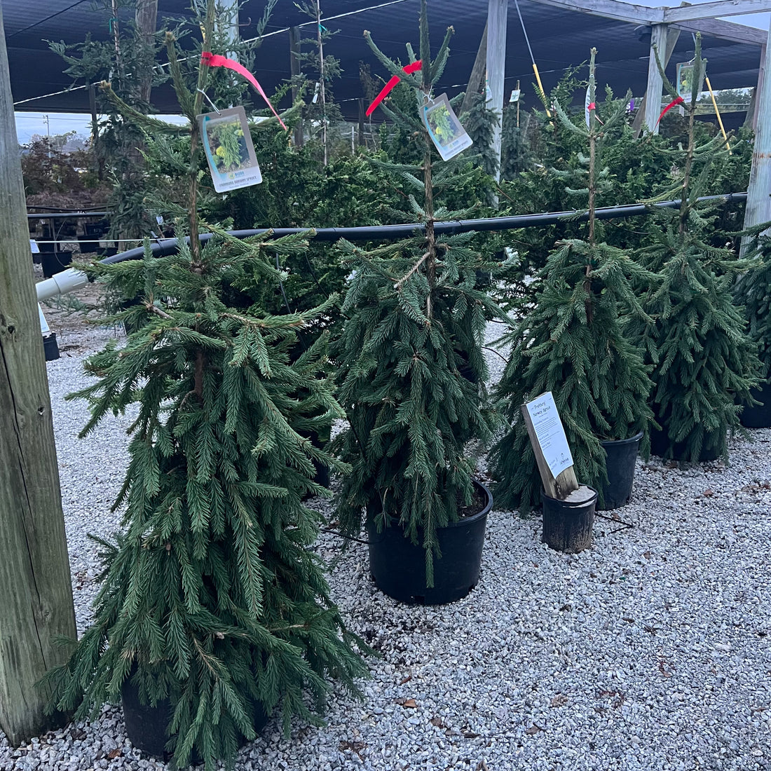 Frohburg Norway Spruce