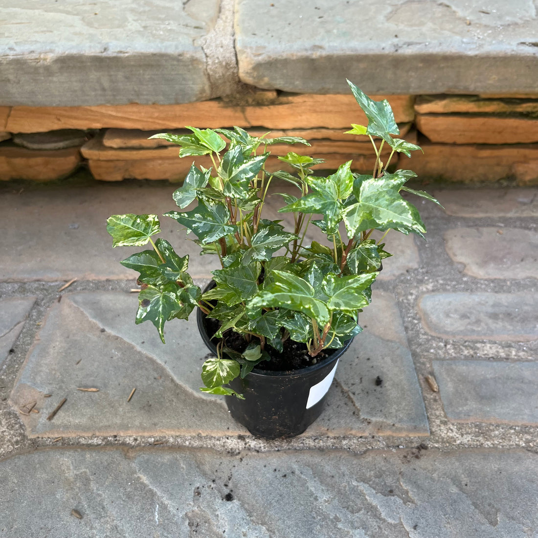 Colibri Ivy