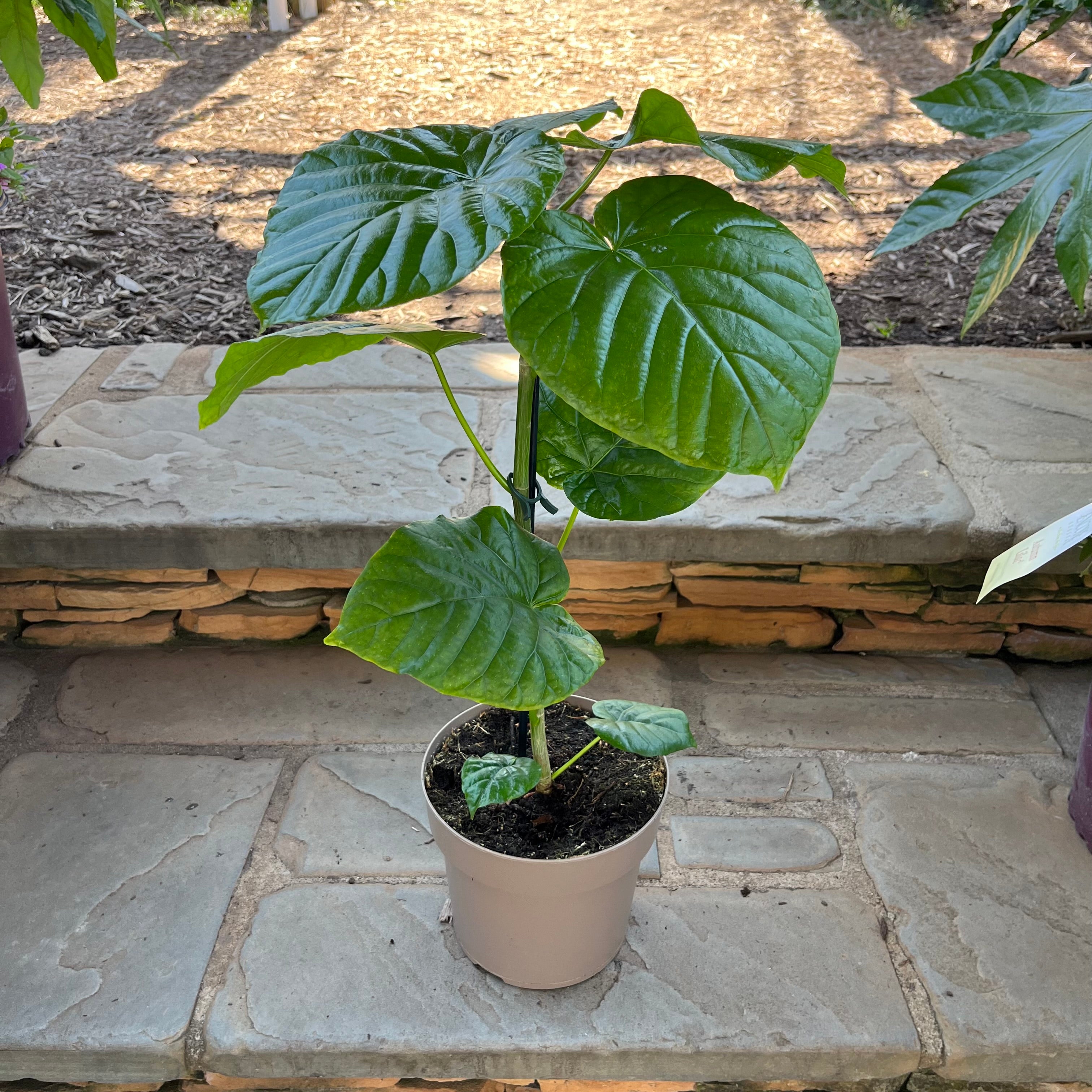 Ficus Umbellata