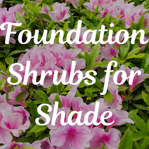 Top 5 Foundation Shrubs for Shade