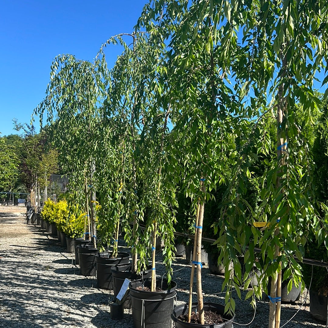 Double Pink Weeping Cherry 15 Gal