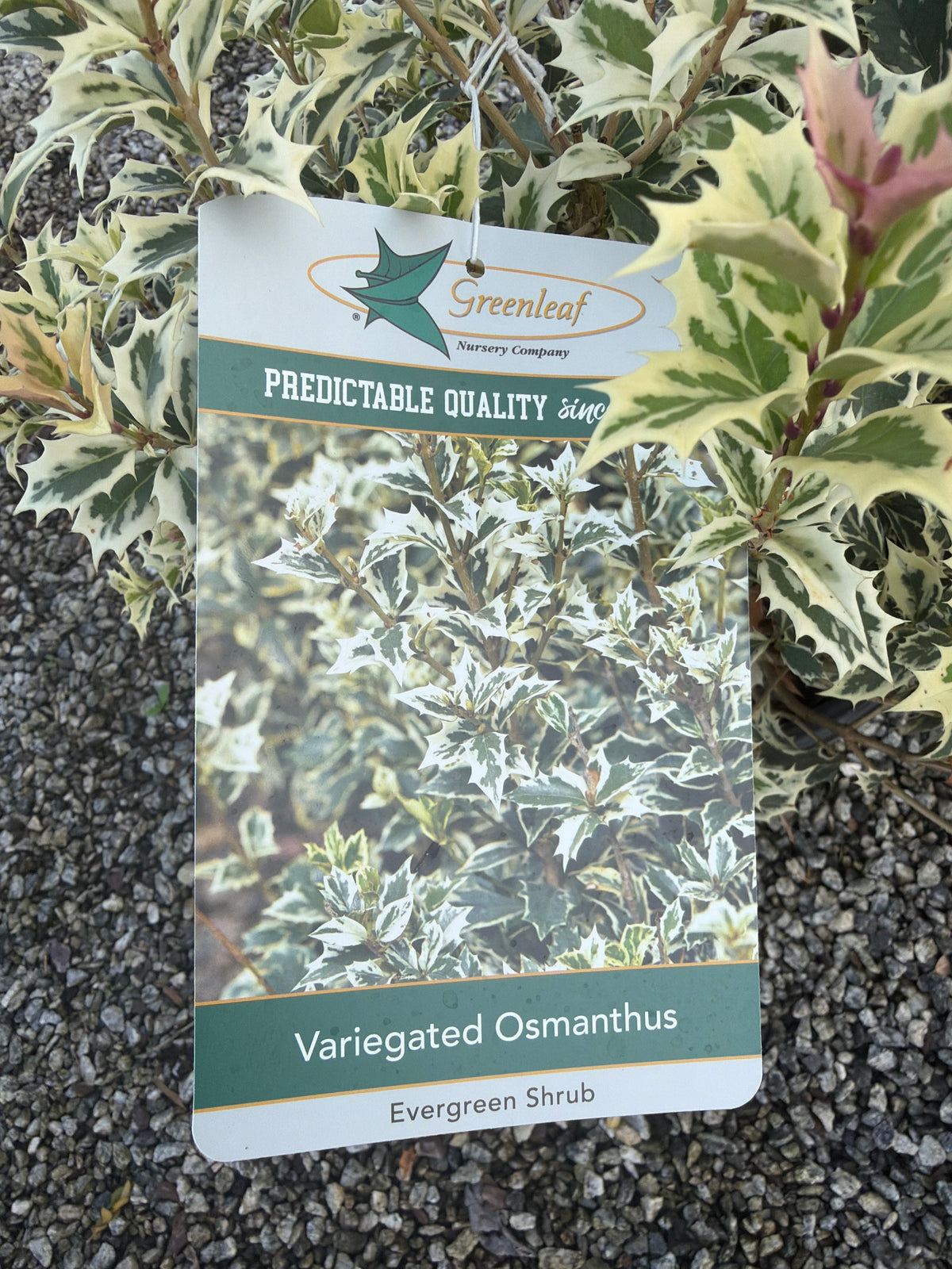 Variegated Osmanthus