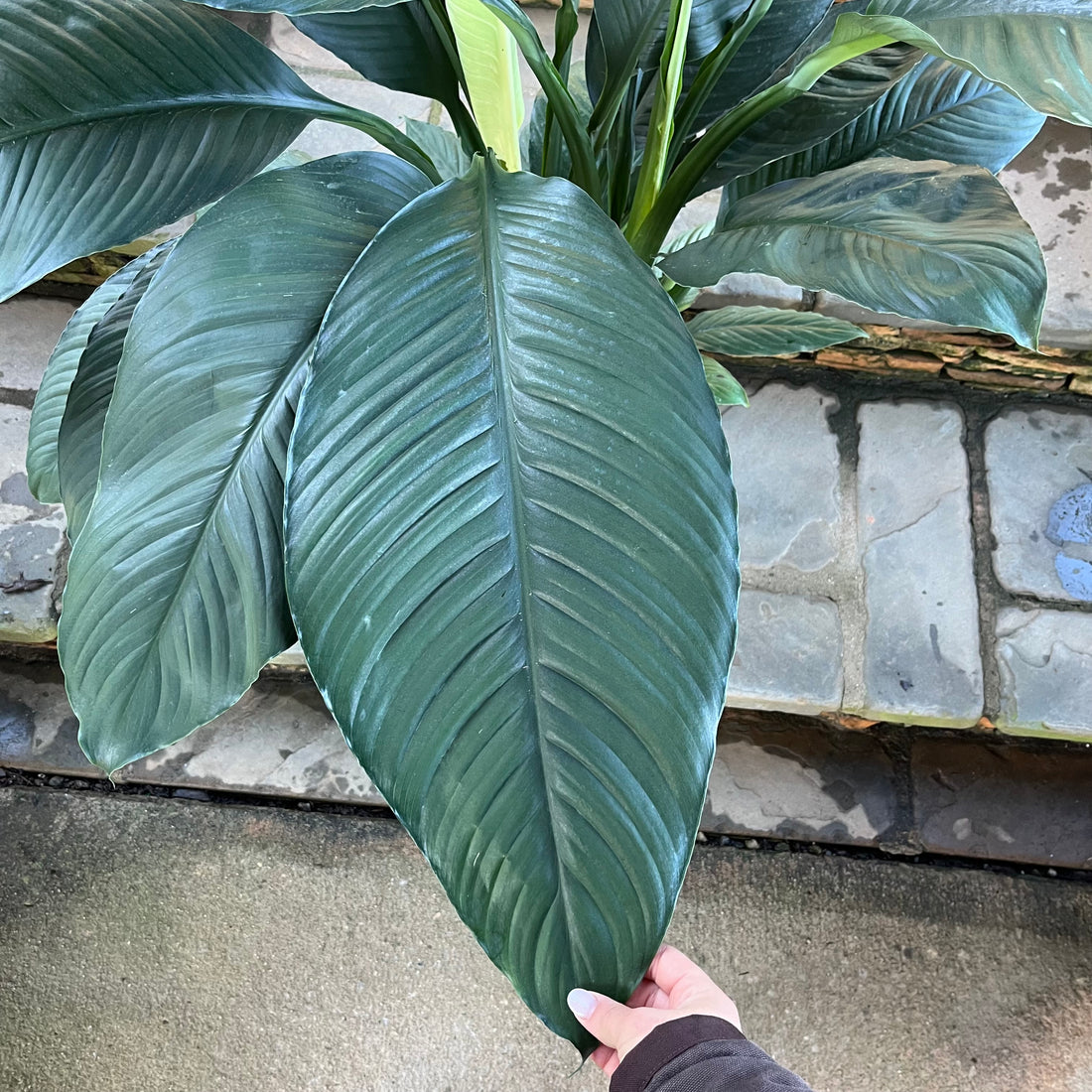 Sensation Peace Lily