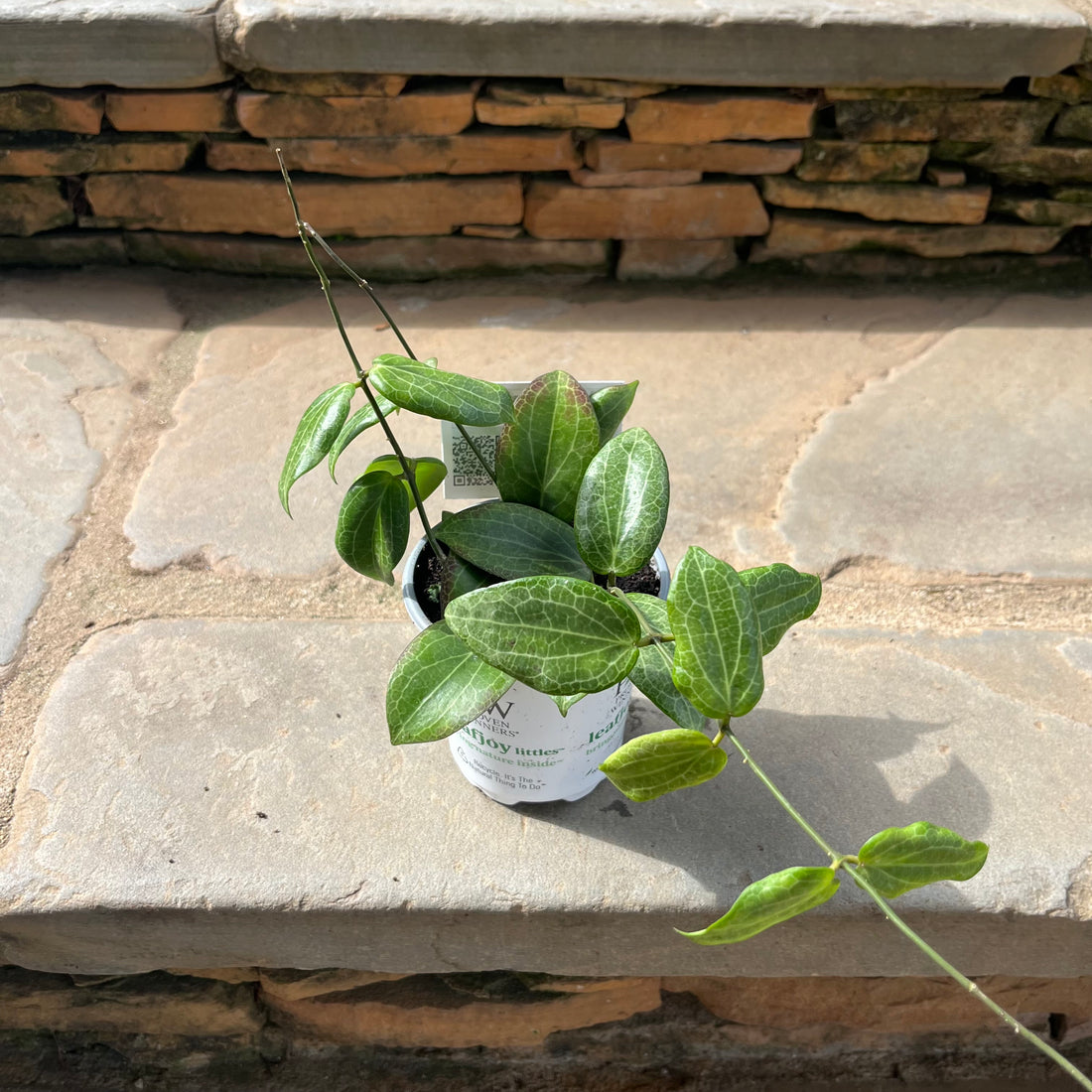 Hoya Fitchii