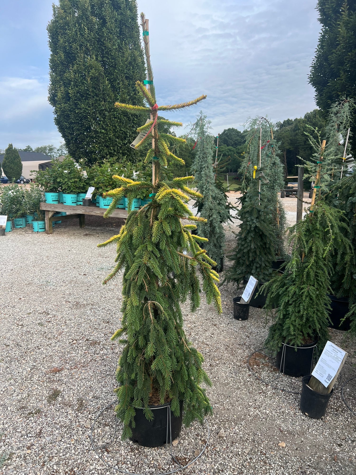 Gold Drift Spruce