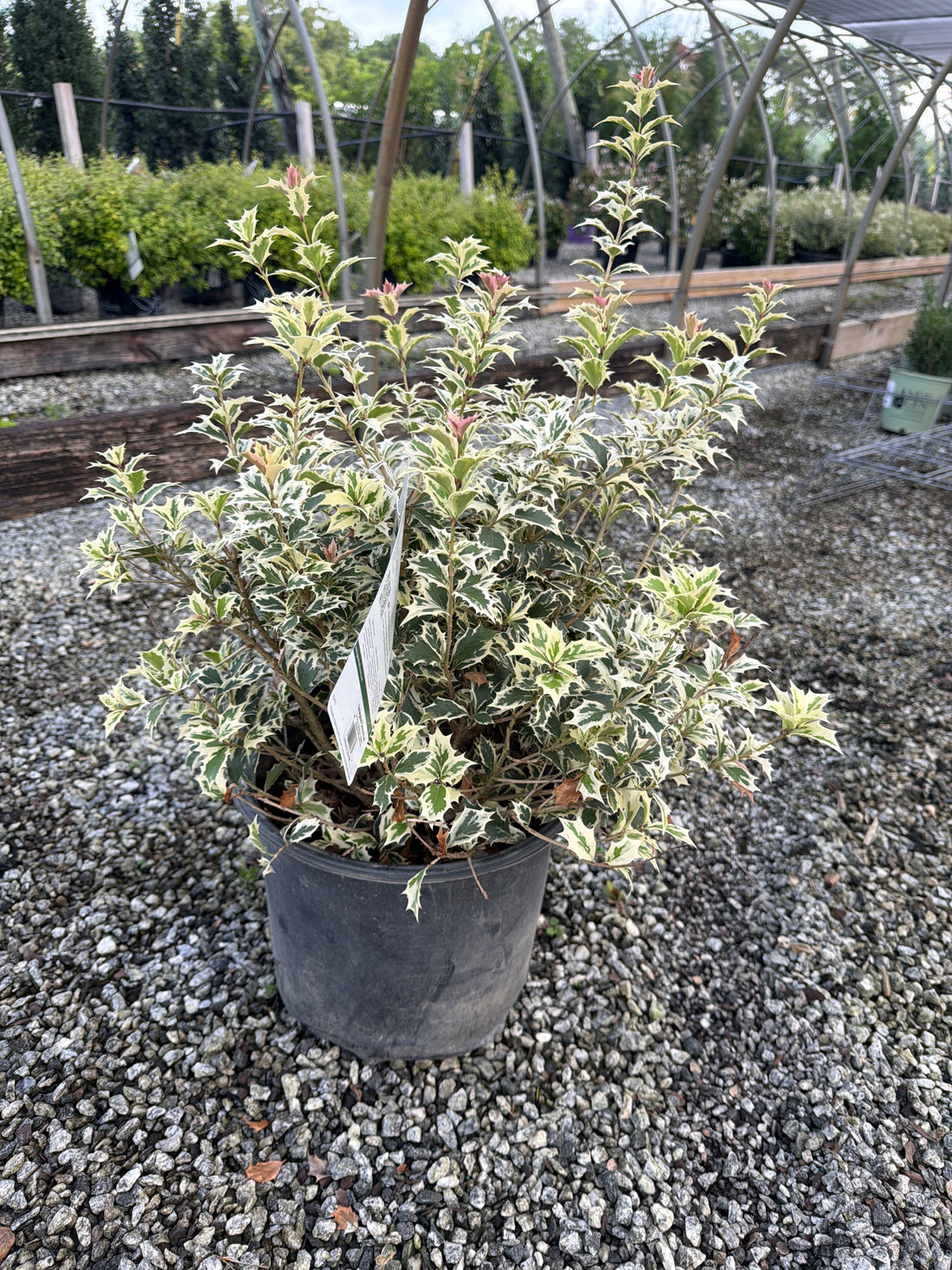 Variegated Osmanthus