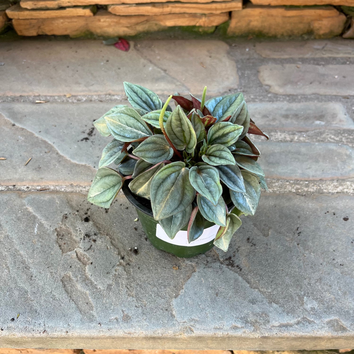 Santorini Peperomia