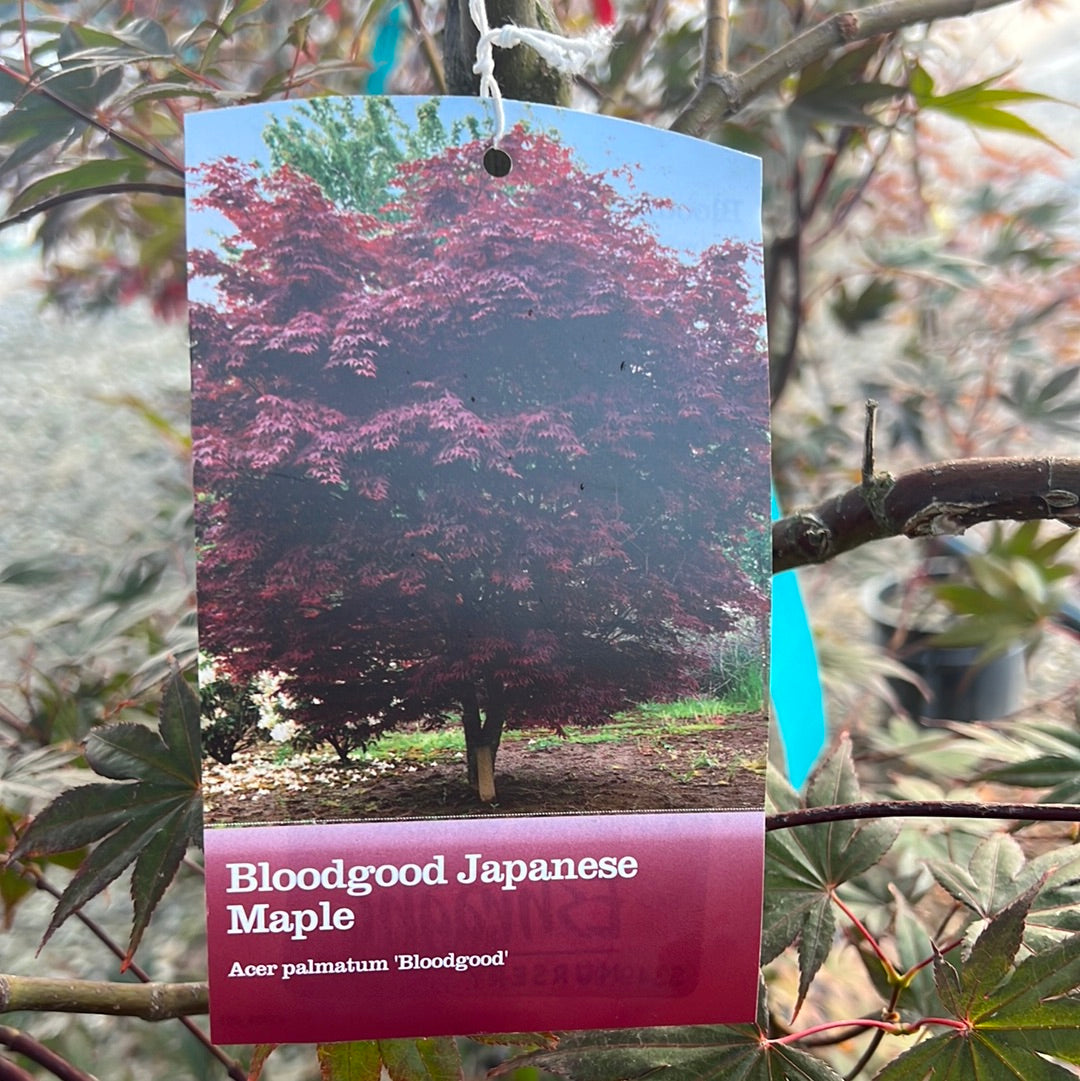 Bloodgood Japanese Maple