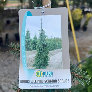 Weeping Serbian Spruce 10 Gal