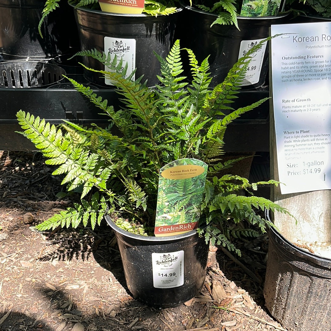 Korean Rock Fern 1 Gal