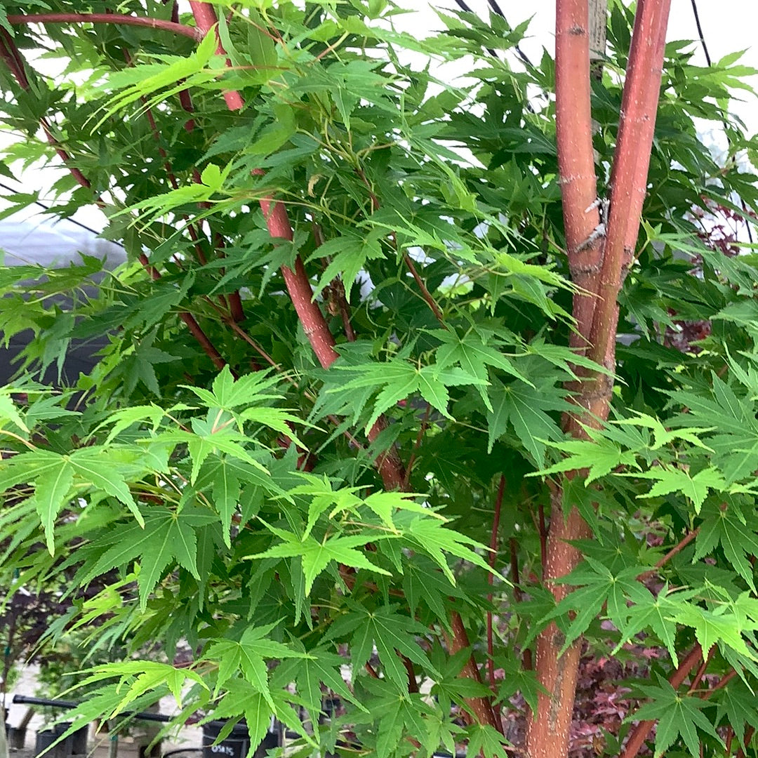 Coral Bark Japanese Maple