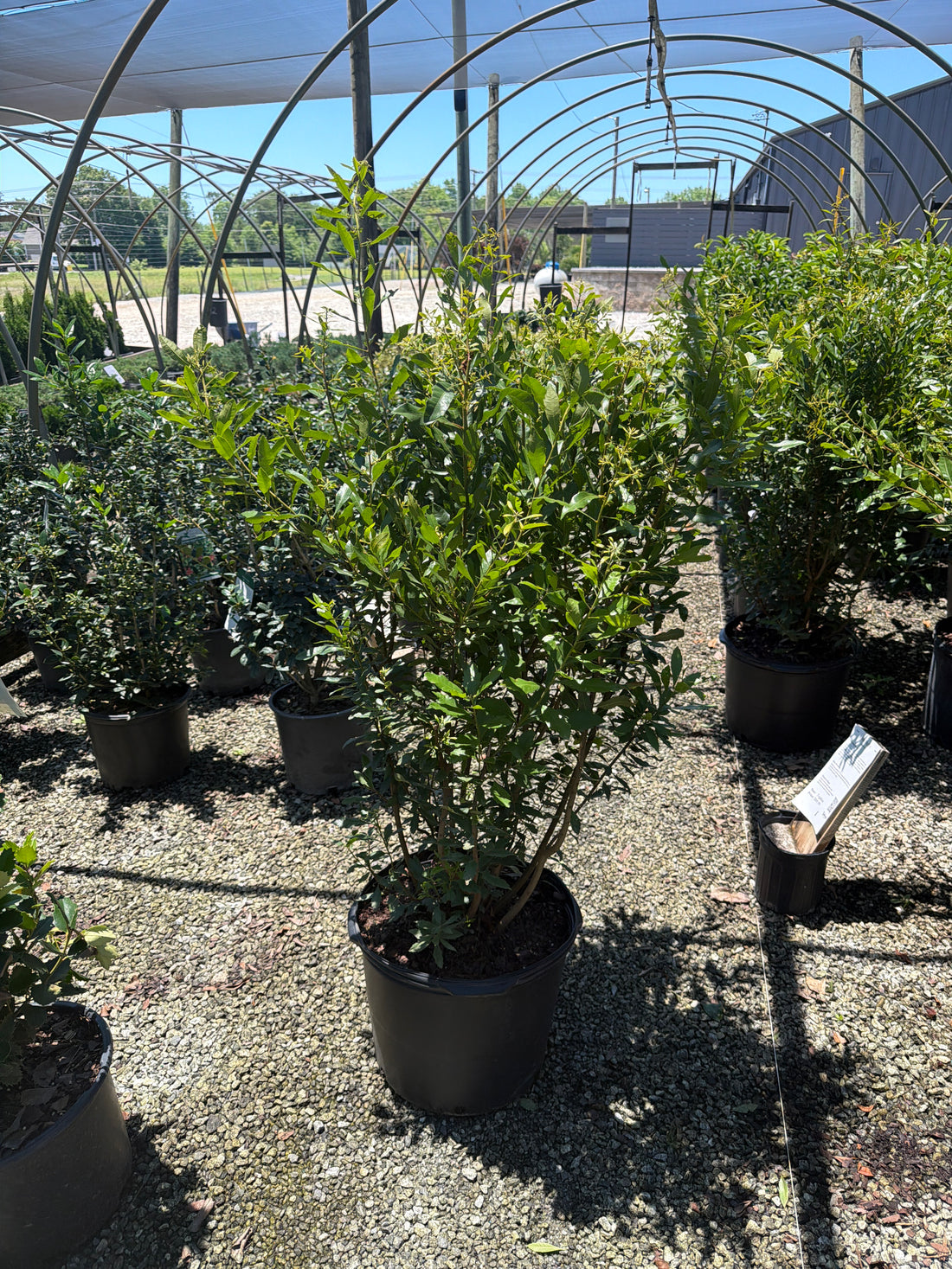 Southern Wax Myrtle