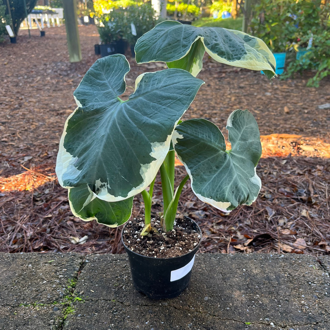 Mickey Mouse Alocasia