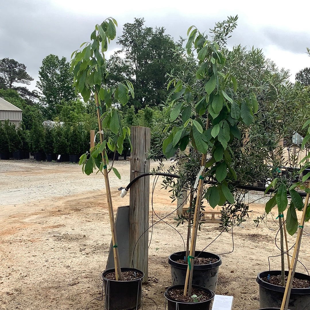 Pawpaw Tree 7 Gal