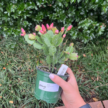 Christmas Cactus