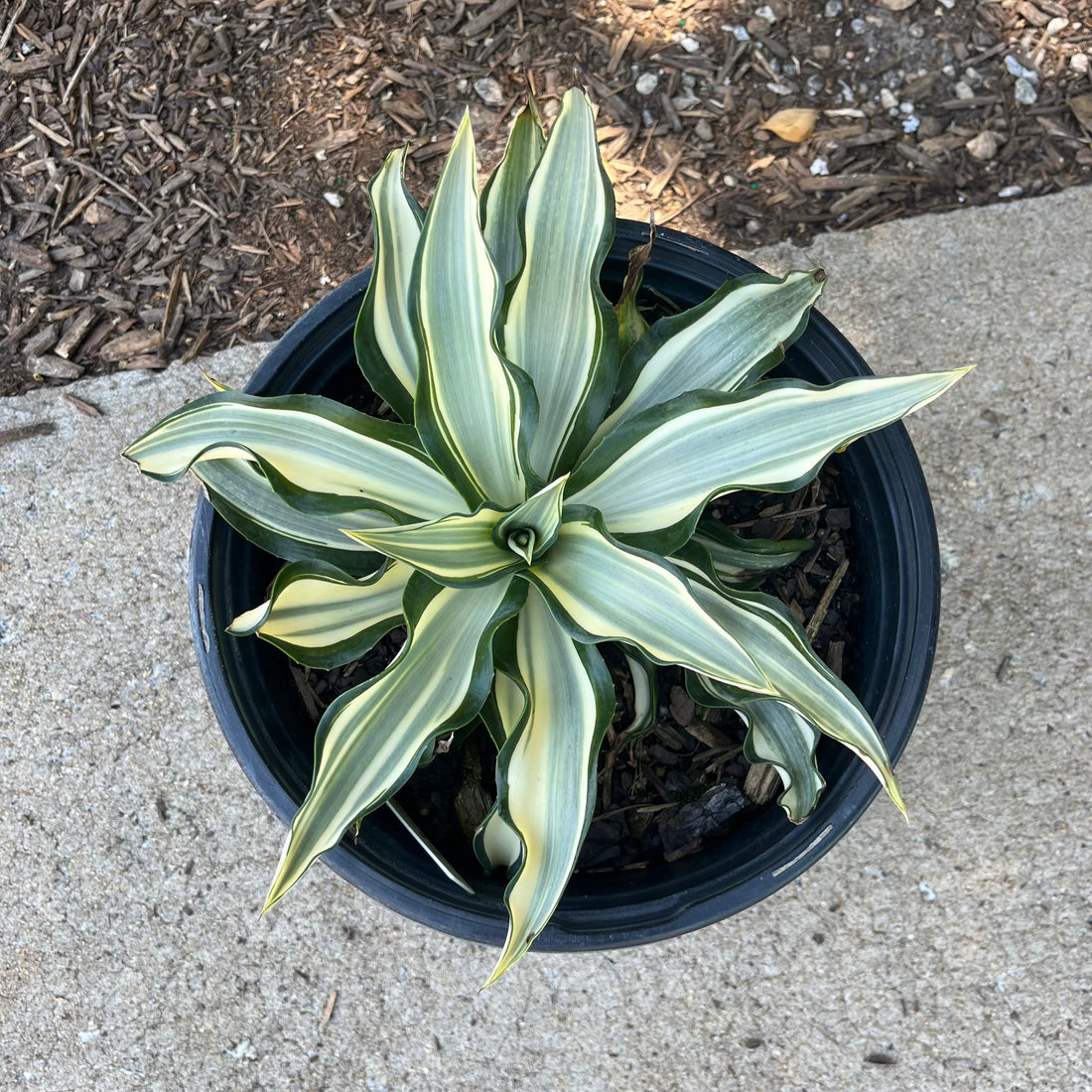 Ivory Star Agave 3 Gal