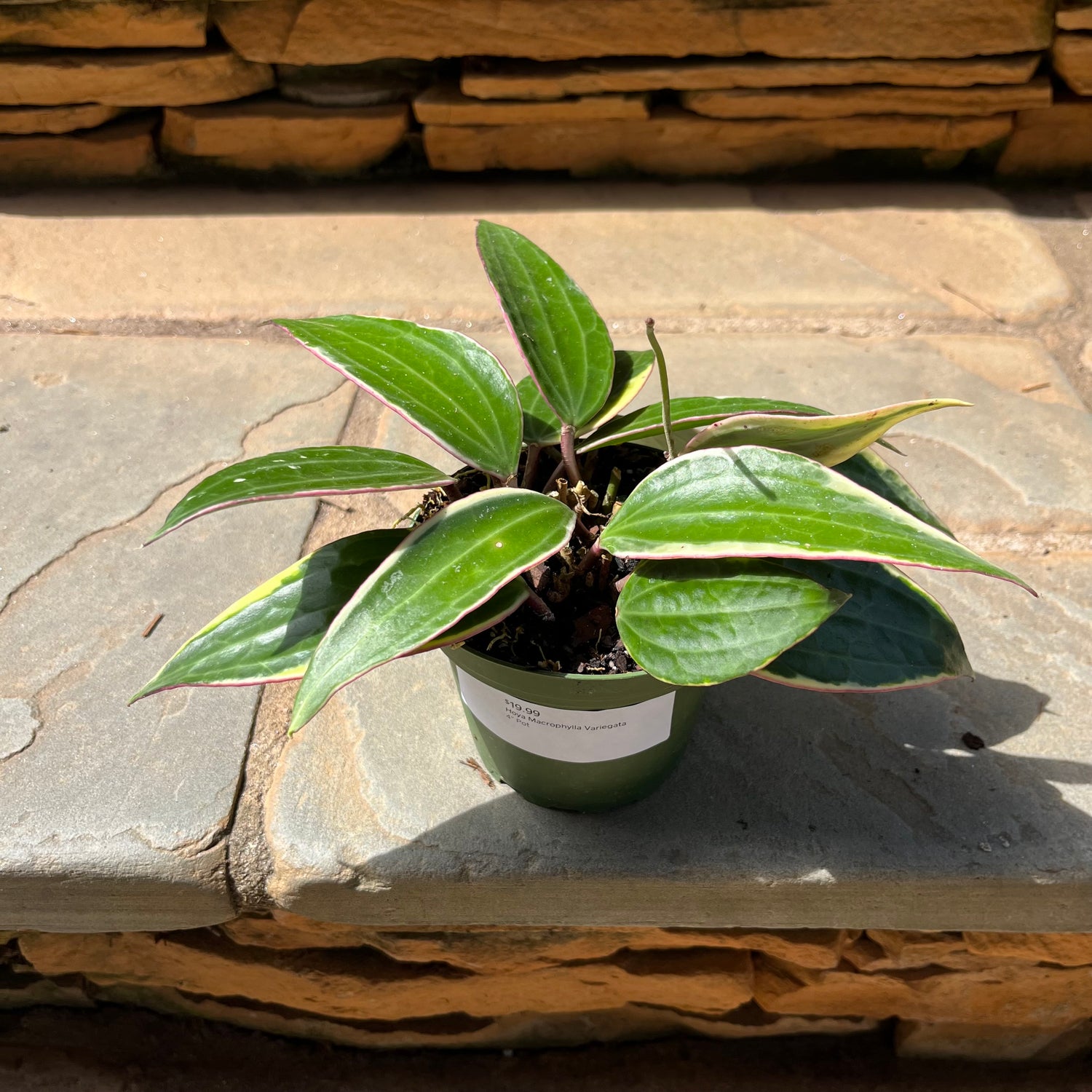 Hoya Macrophylla Variegata