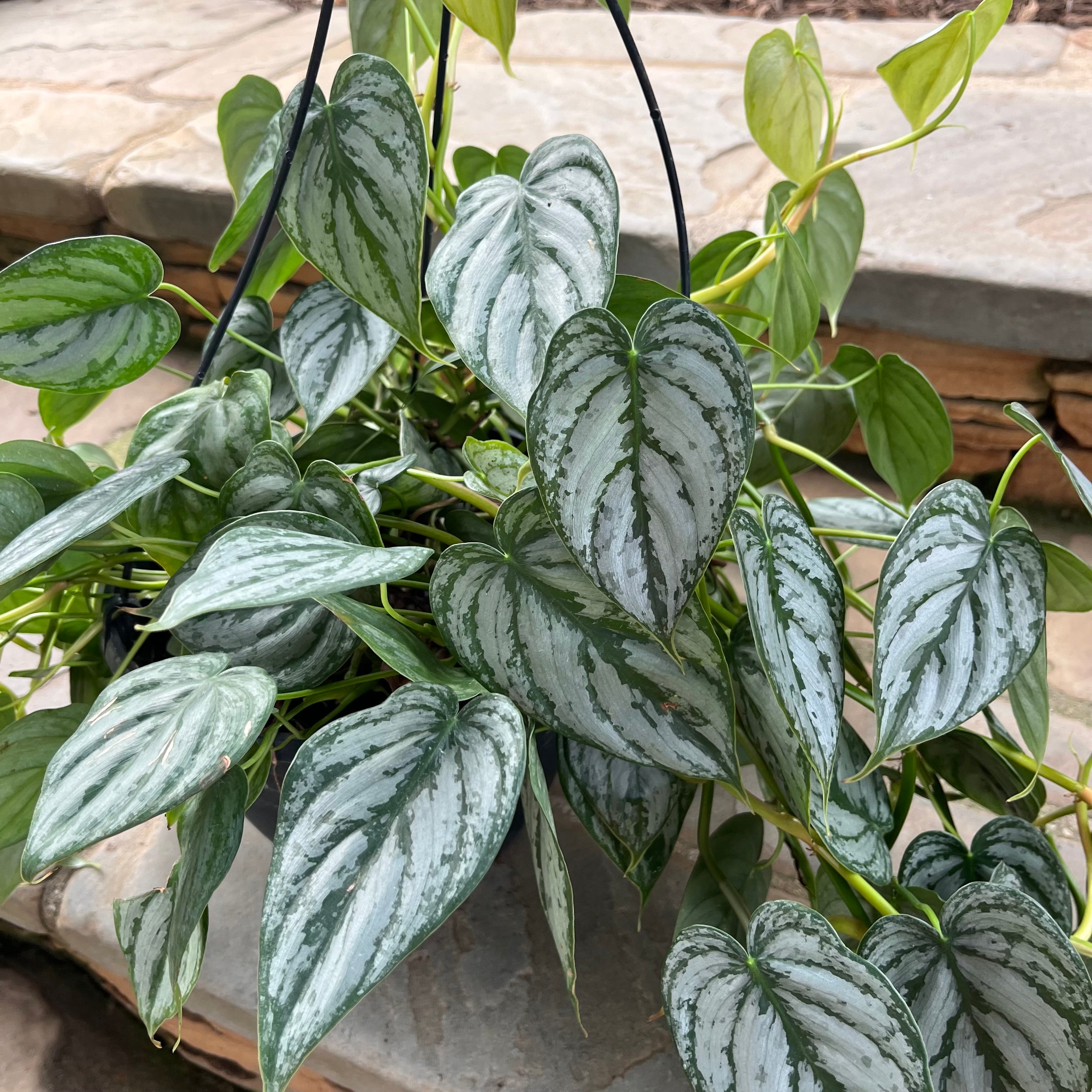 Philodendron Brandtianum HB