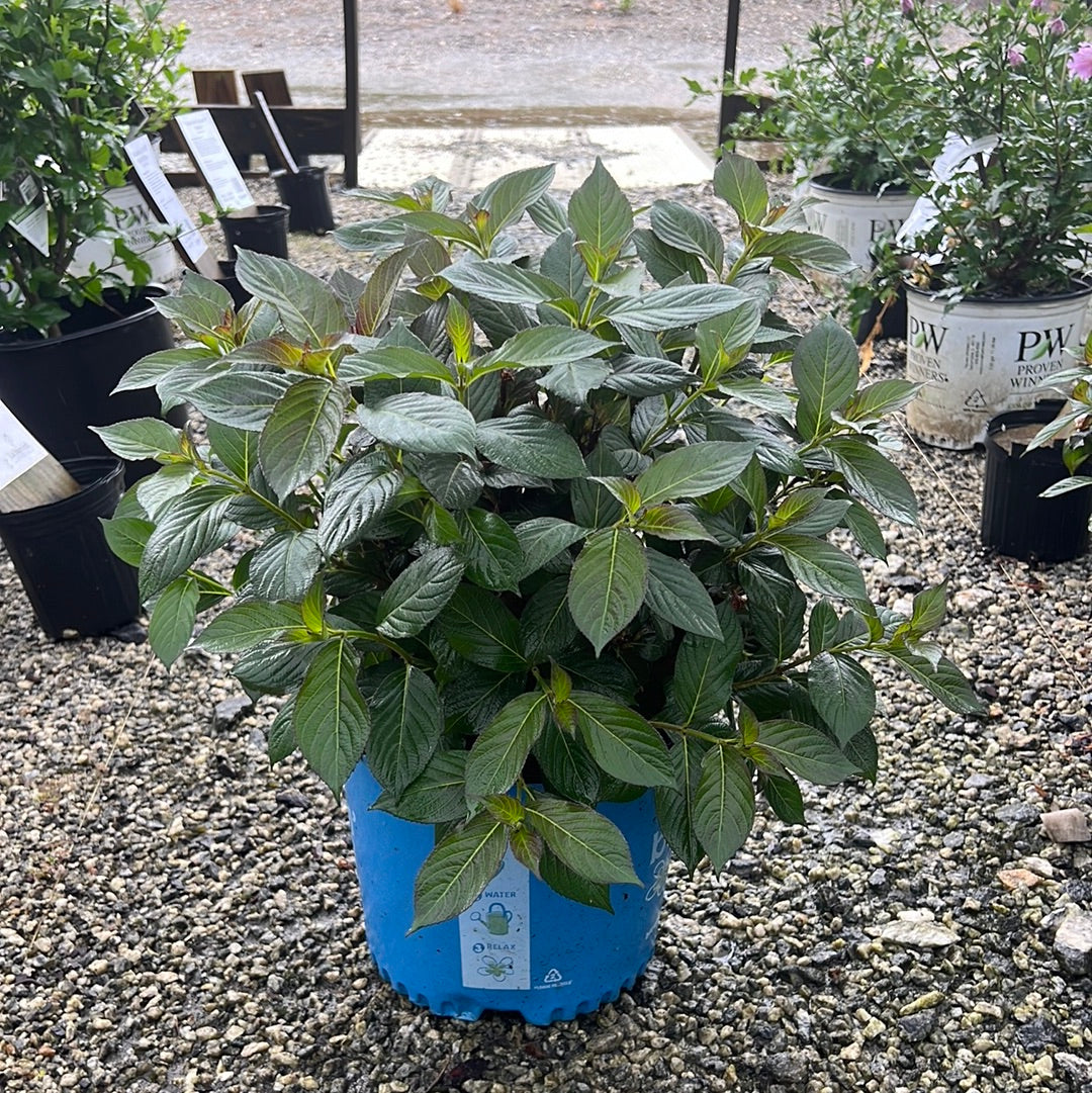 Tuxedo Weigela 3 Gal