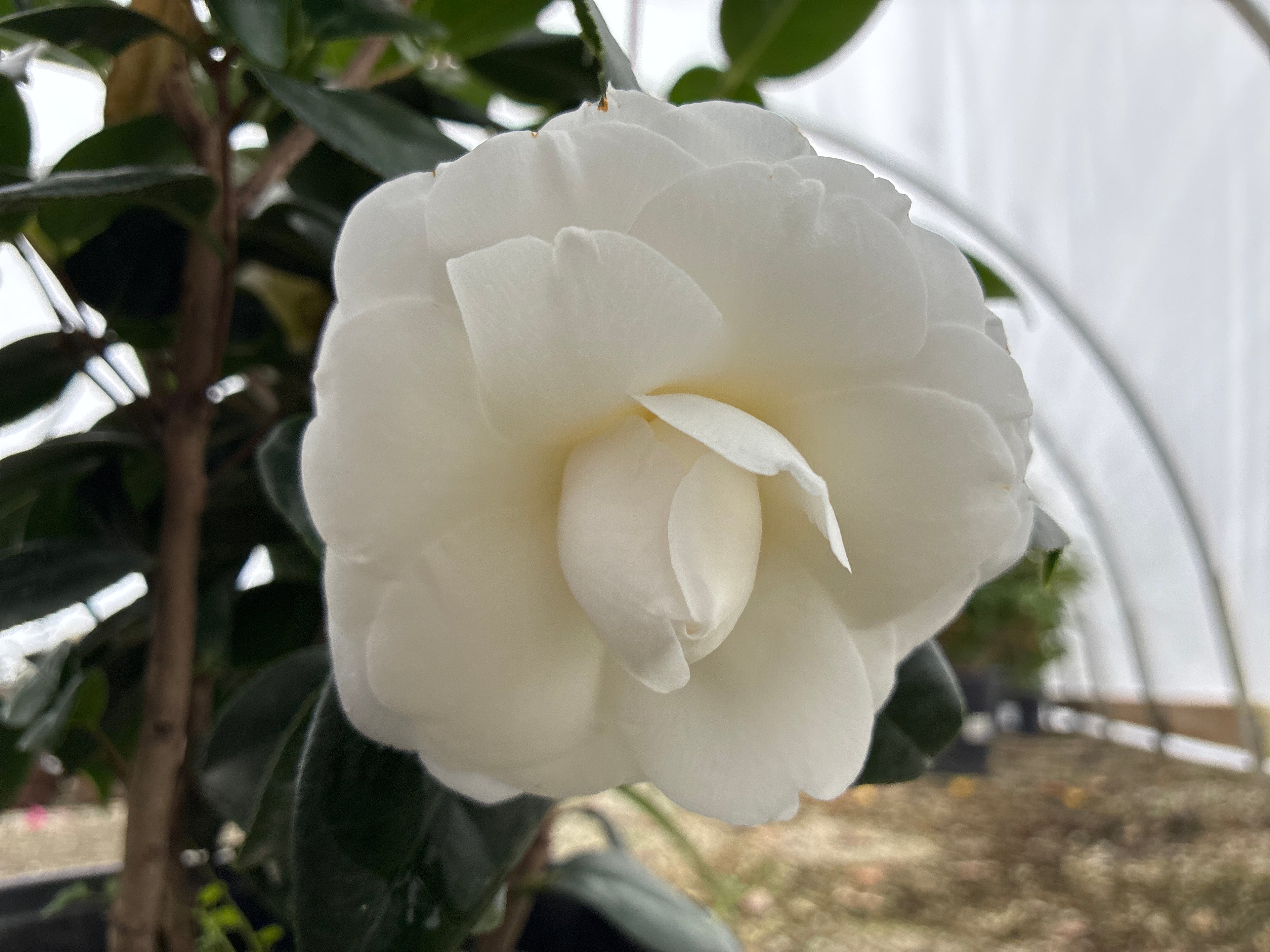 White by the Gate Camellia