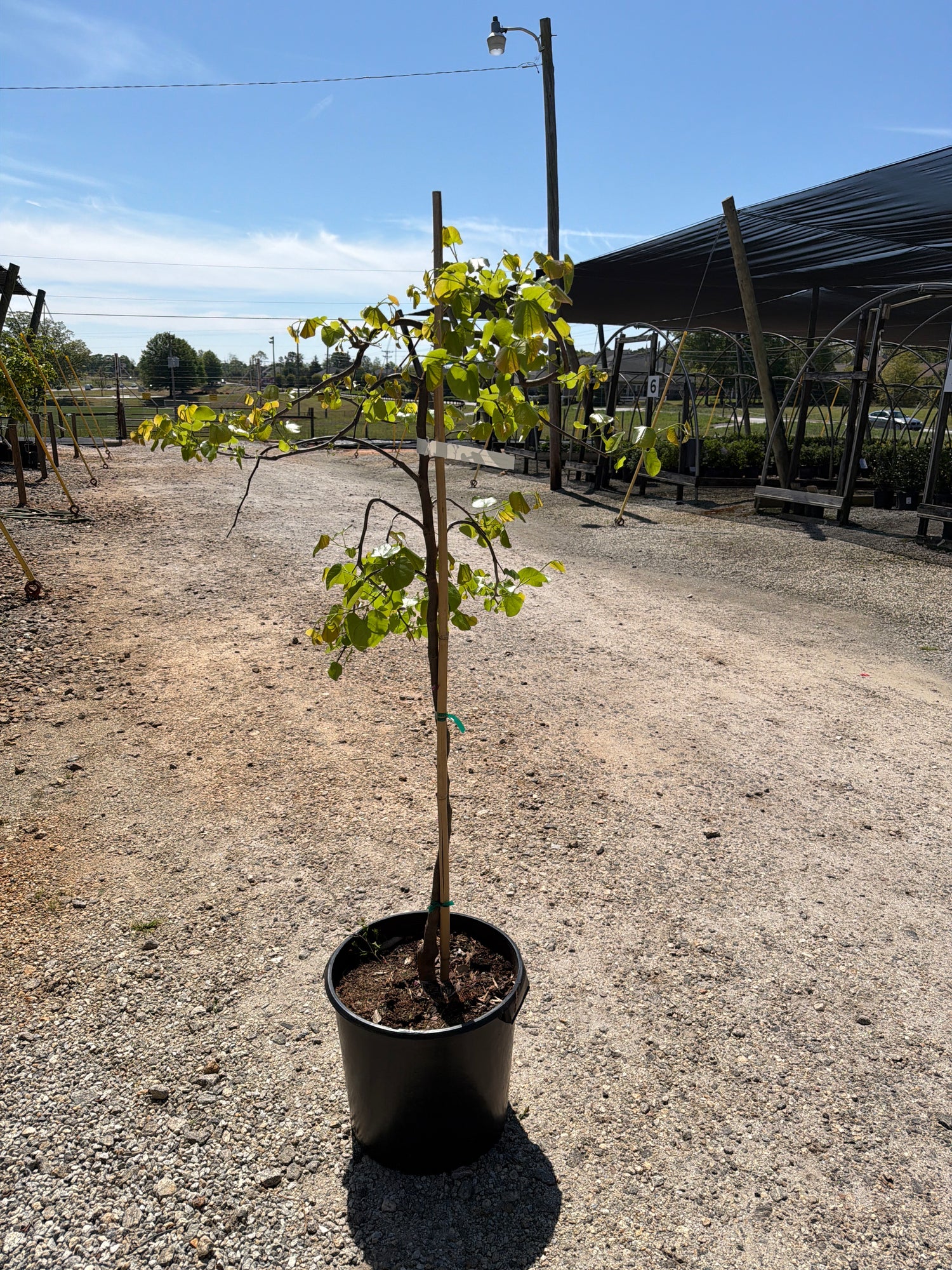 Traveller Weeping Redbud