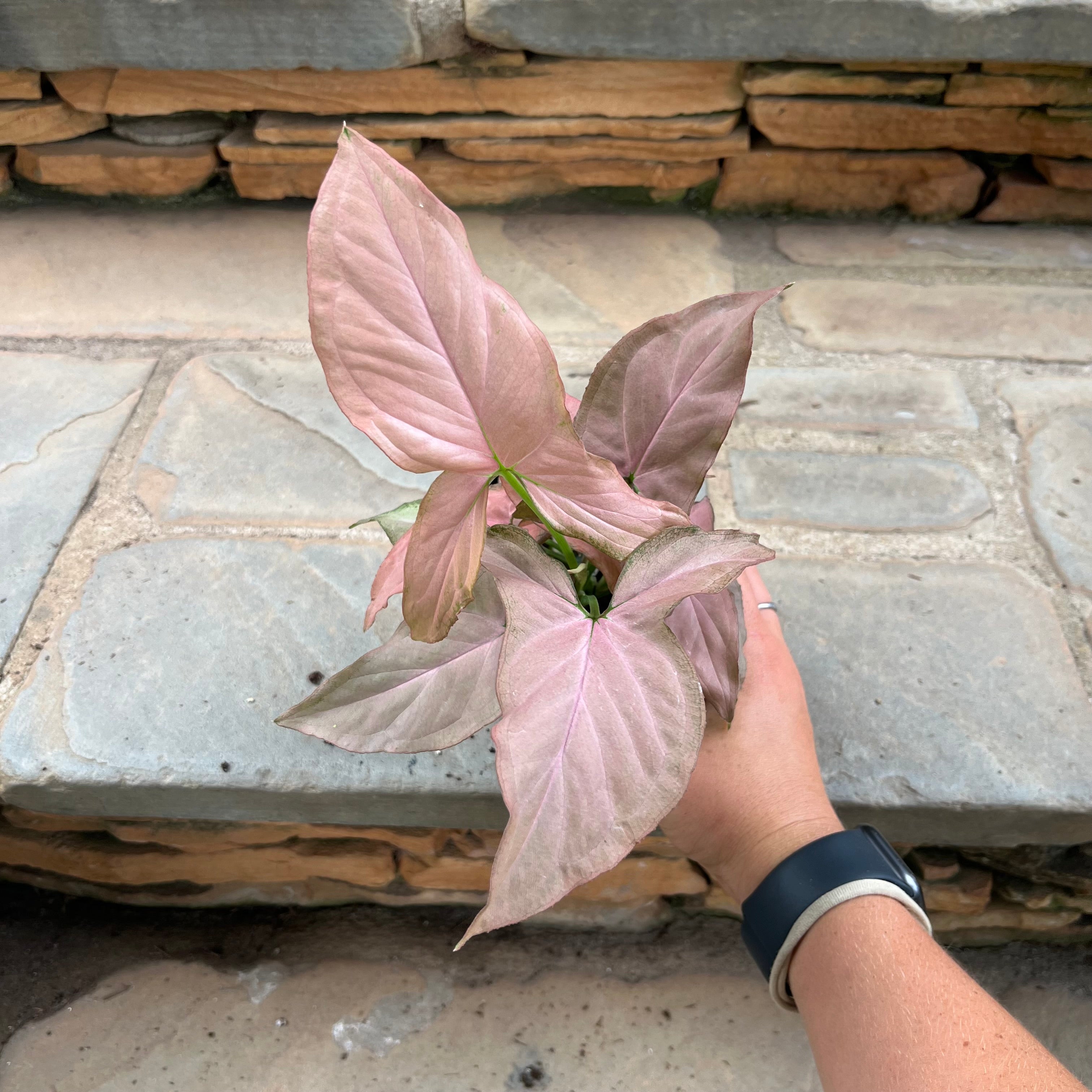 Pink Perfection Syngonium