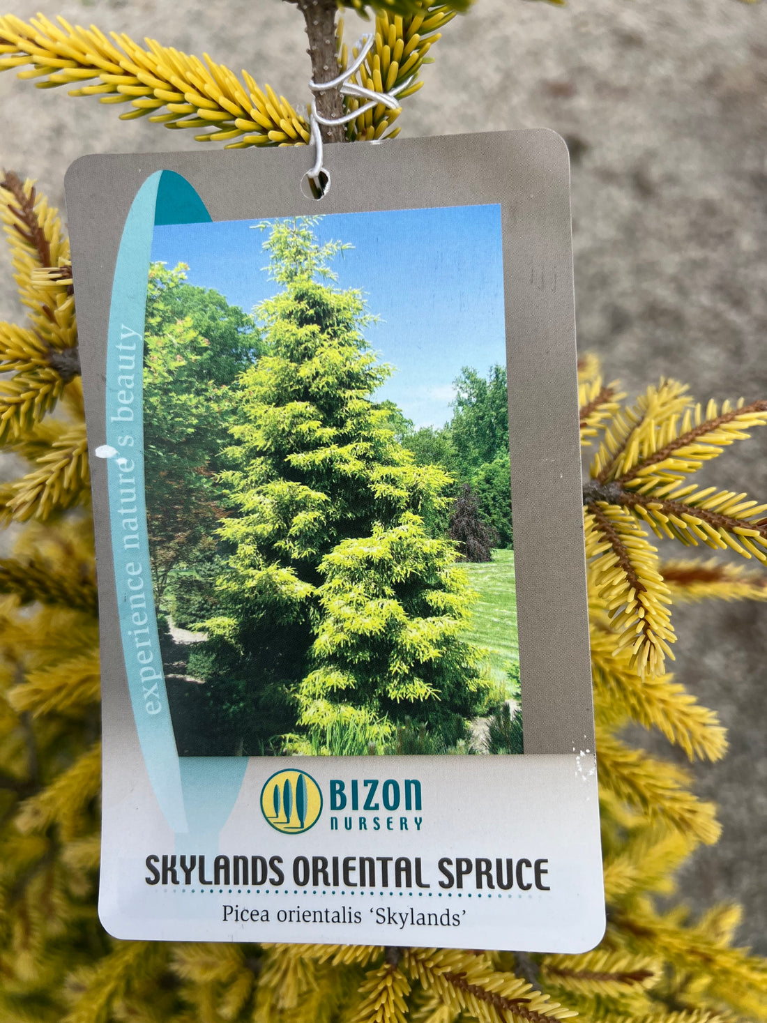 Skylands Oriental Spruce