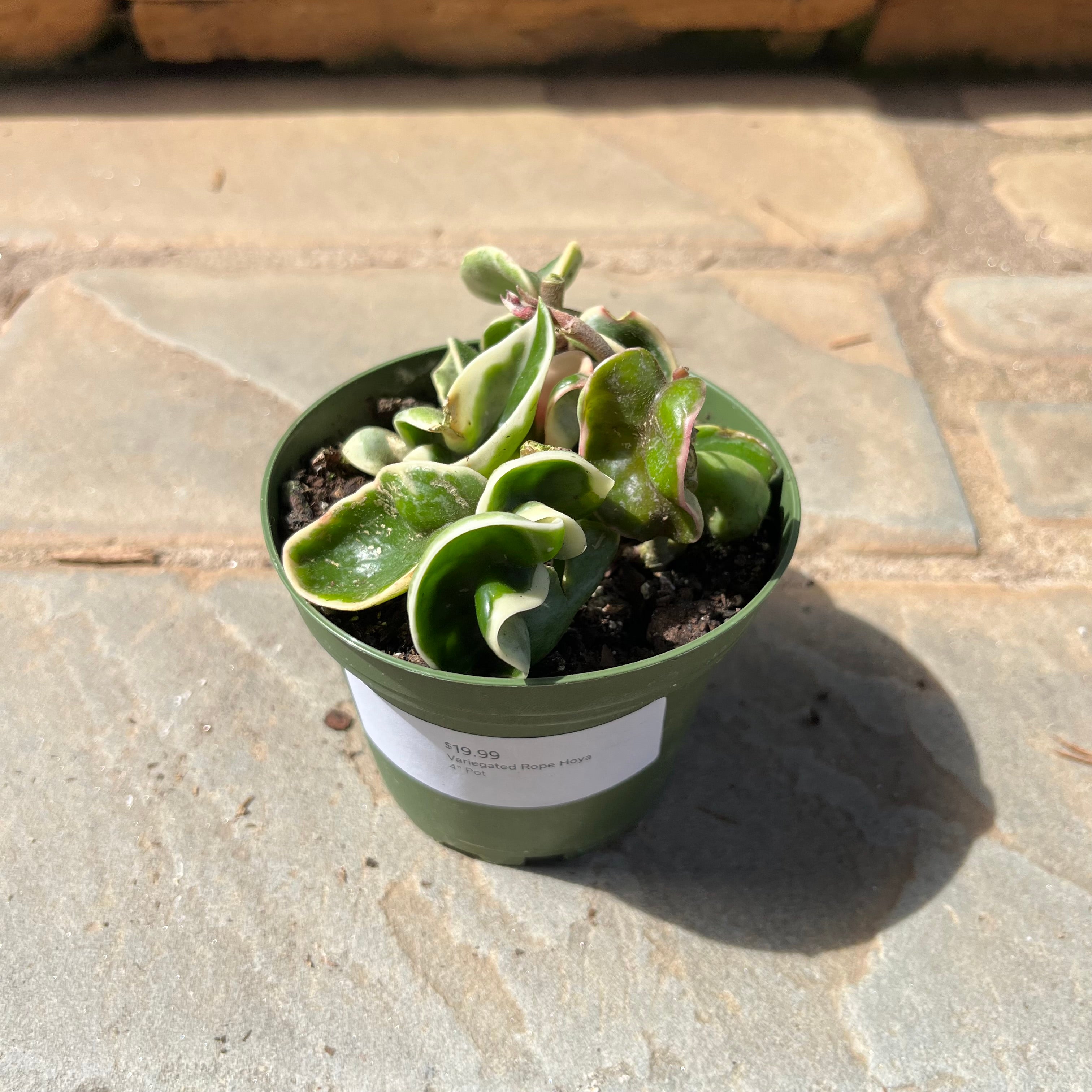 Variegated Rope Hoya