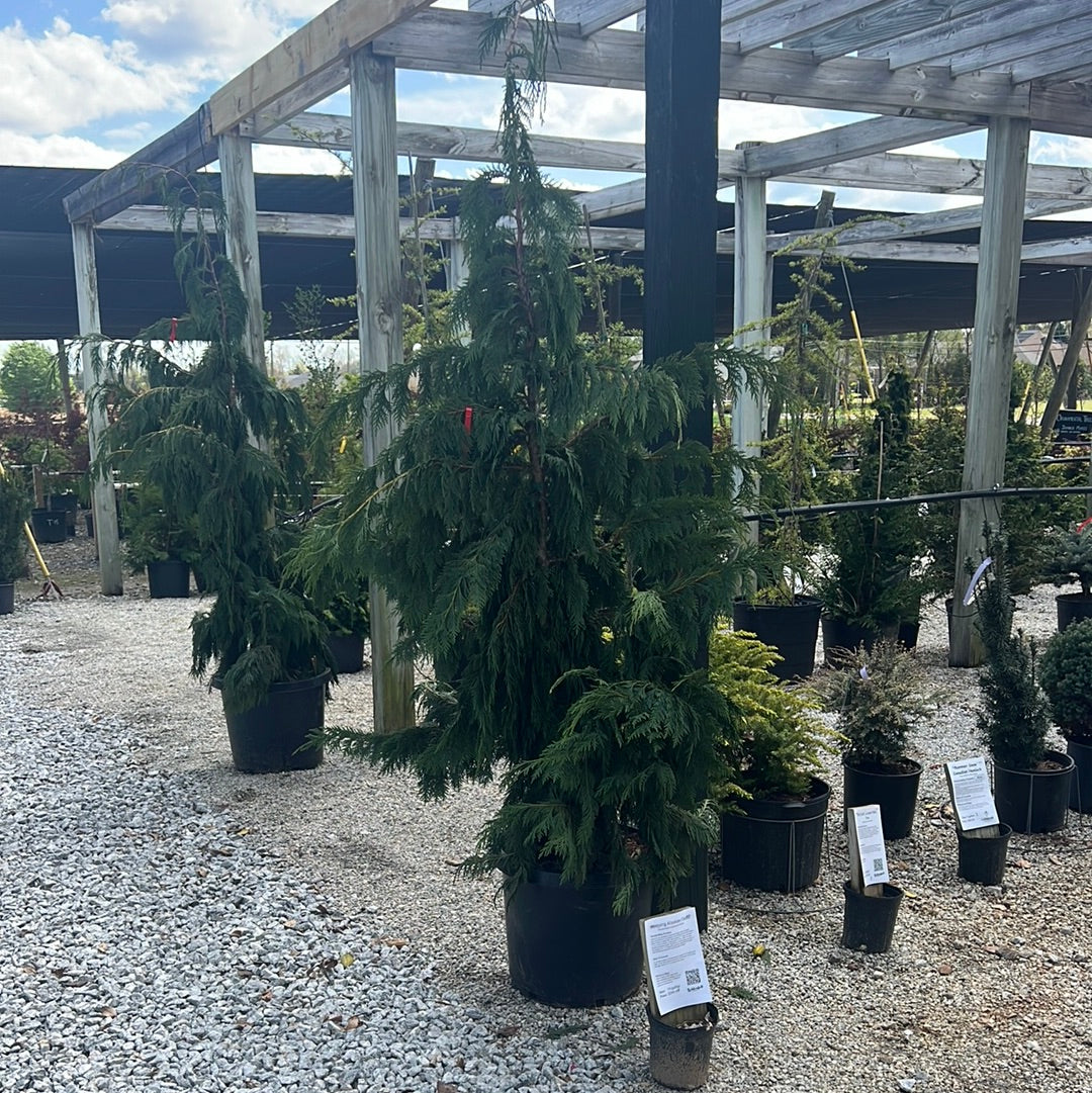 Weeping Alaskan Cedar