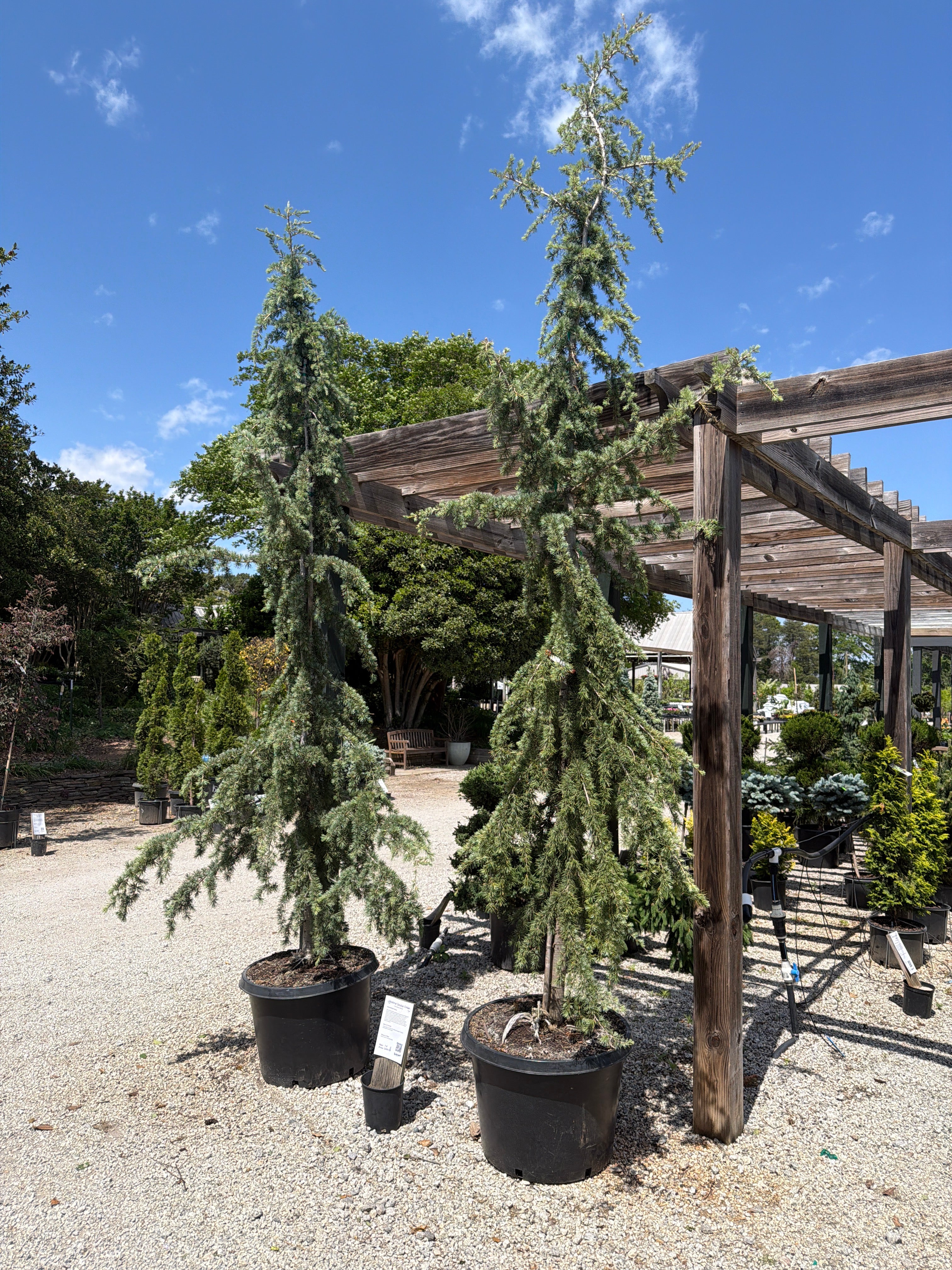 Shalimar Deodar Cedar