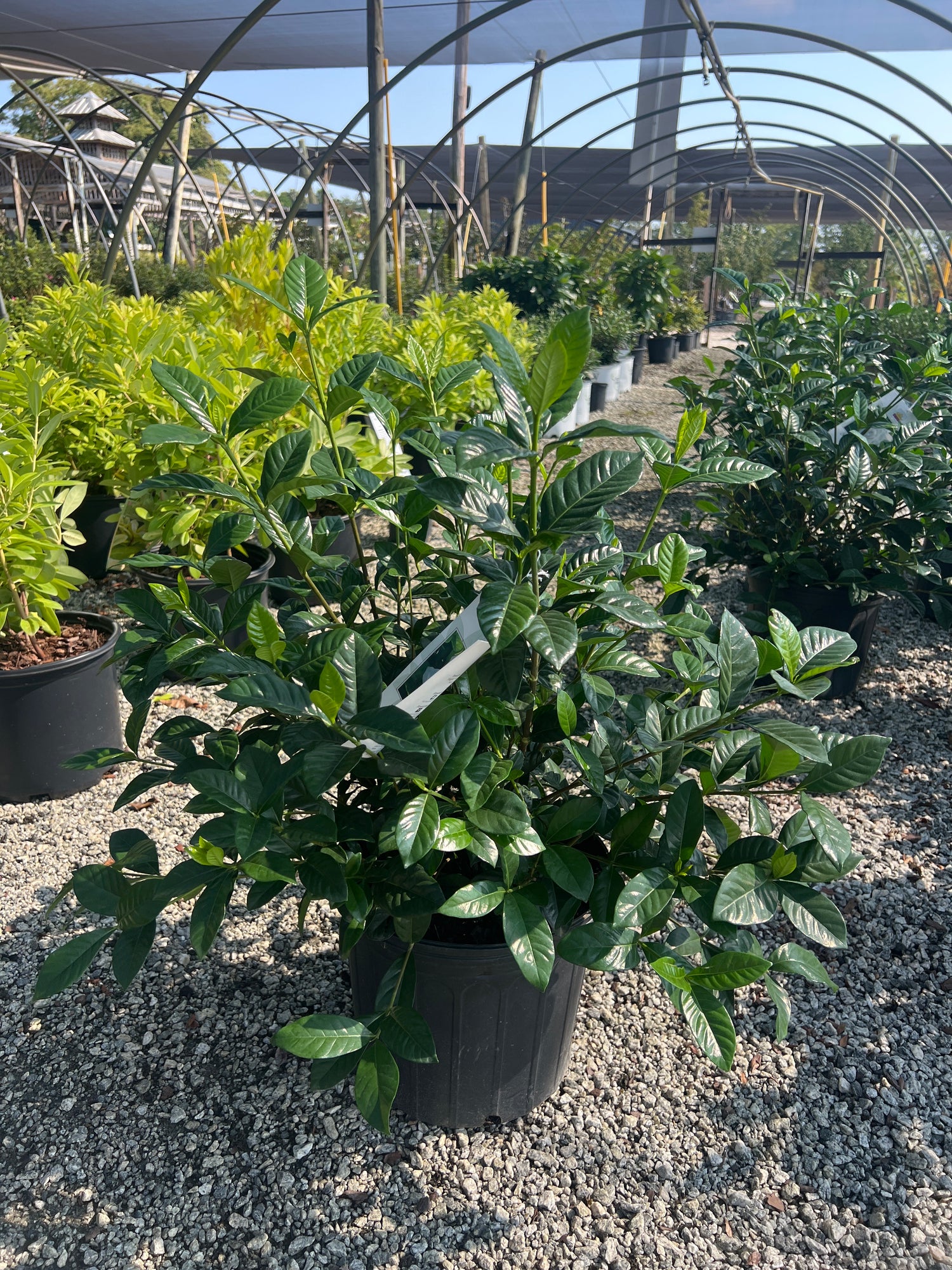 Summer Snow Gardenia