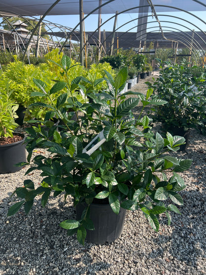 Summer Snow Gardenia