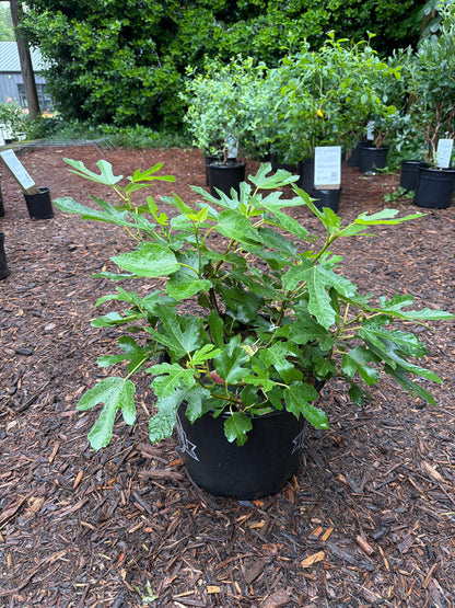 Brown Turkey Fig