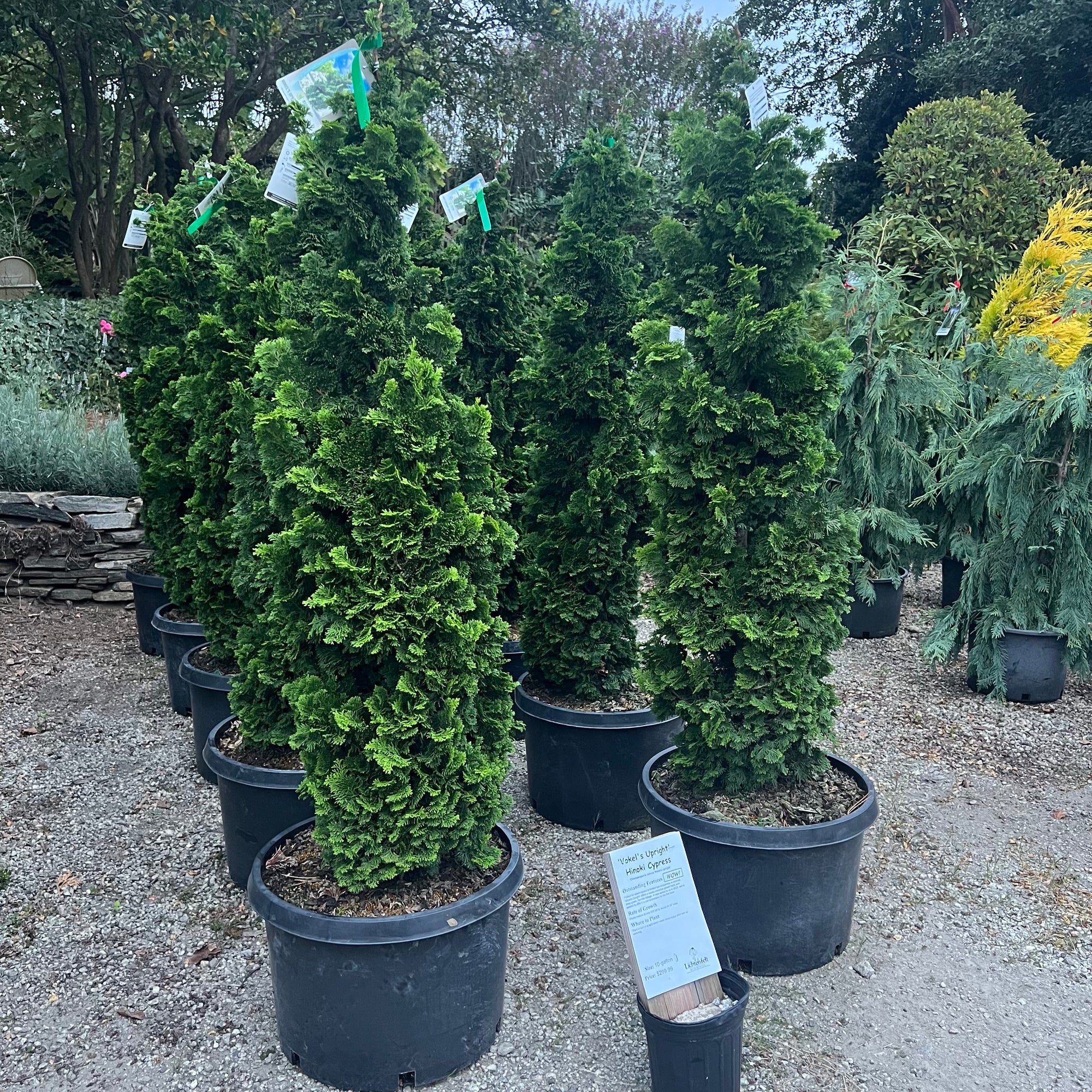 Vokel's Upright Hinoki Cypress 5-6’ – Lichtenfelt's