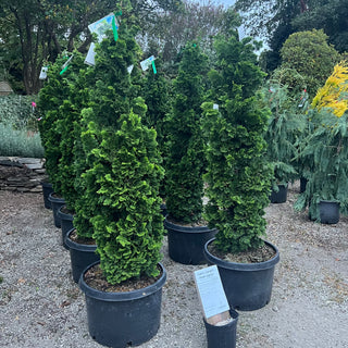 Vokel's Upright Hinoki Cypress 10 Gal