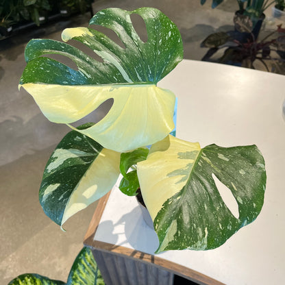 thai constellation monstera price Thai Constellation Monstera – Lichtenfelt's