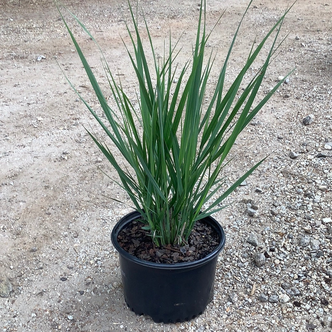 Northwind Switch Grass 3 Gal