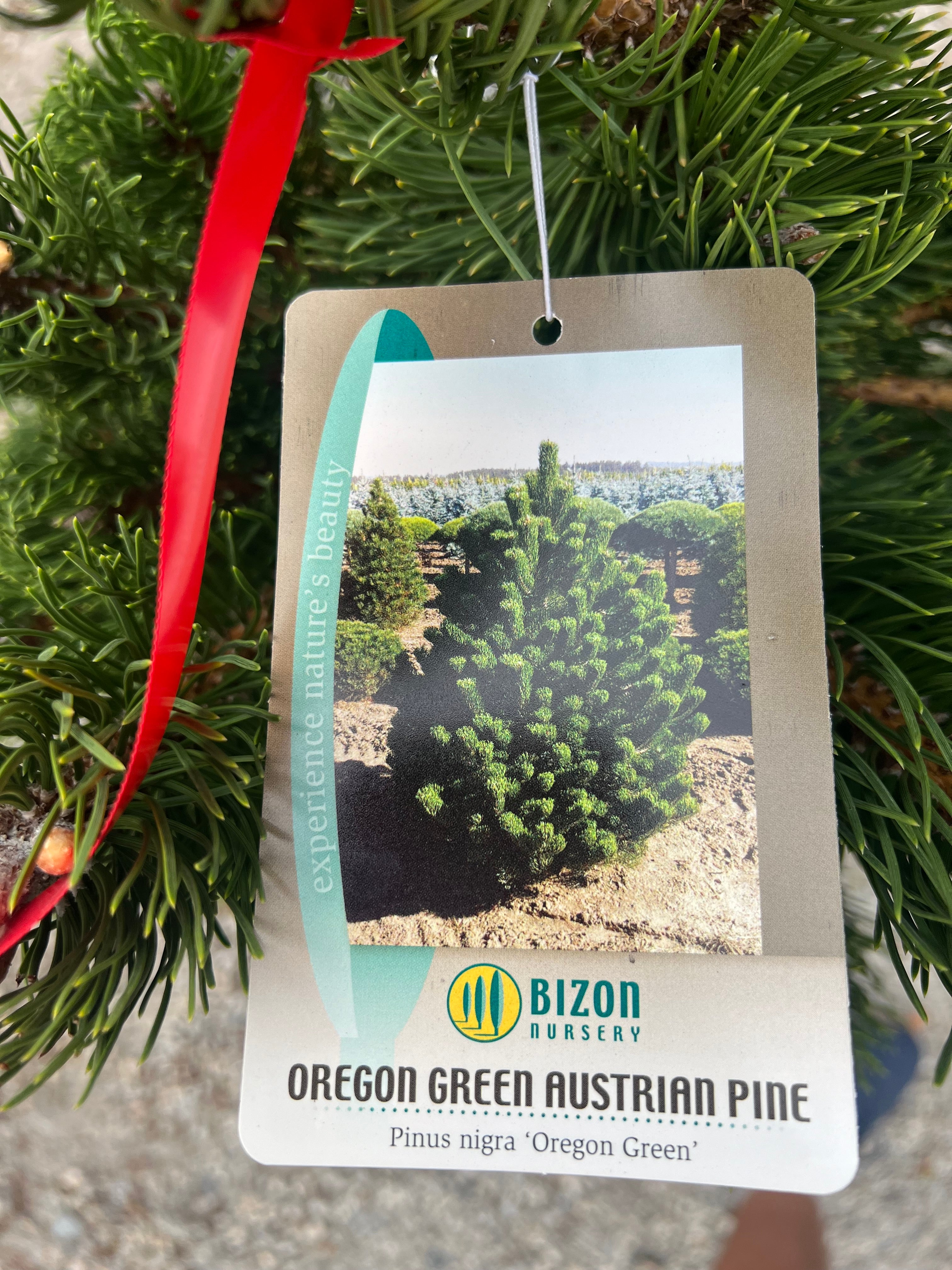 Oregon Green Austrian Pine