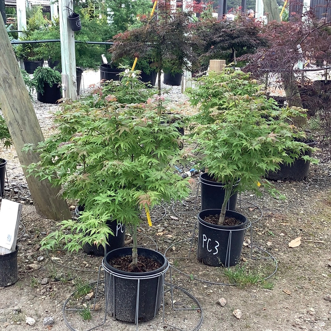 Peaches & Cream Japanese Maple 3 Gal