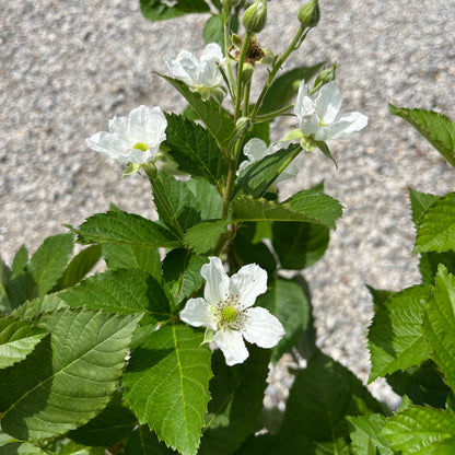 Baby Cakes Blackberry