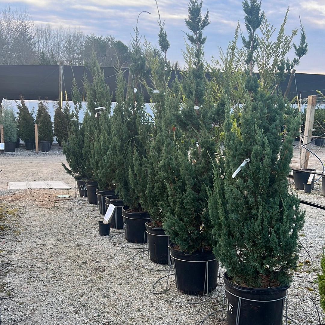 Trautman Juniper 15 Gal – Lichtenfelt's