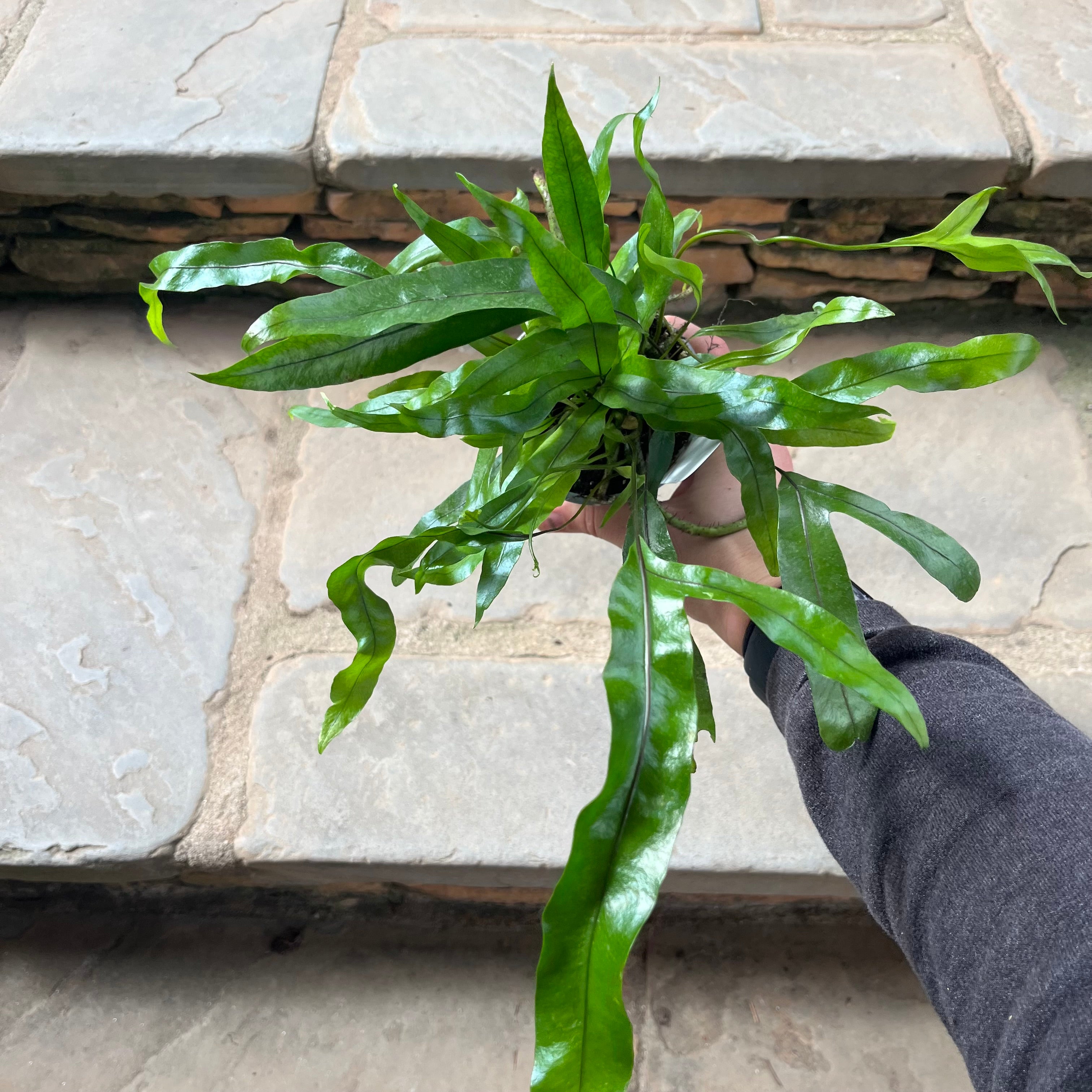 Kangaroo Paw Fern