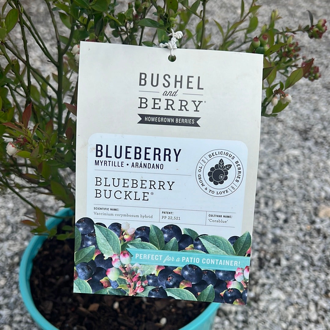 Blueberry Buckle Blueberry