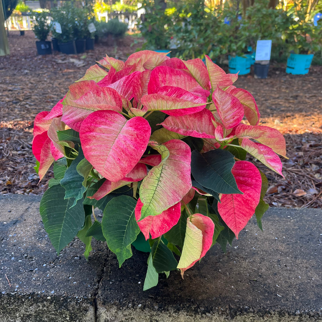 Poinsettia