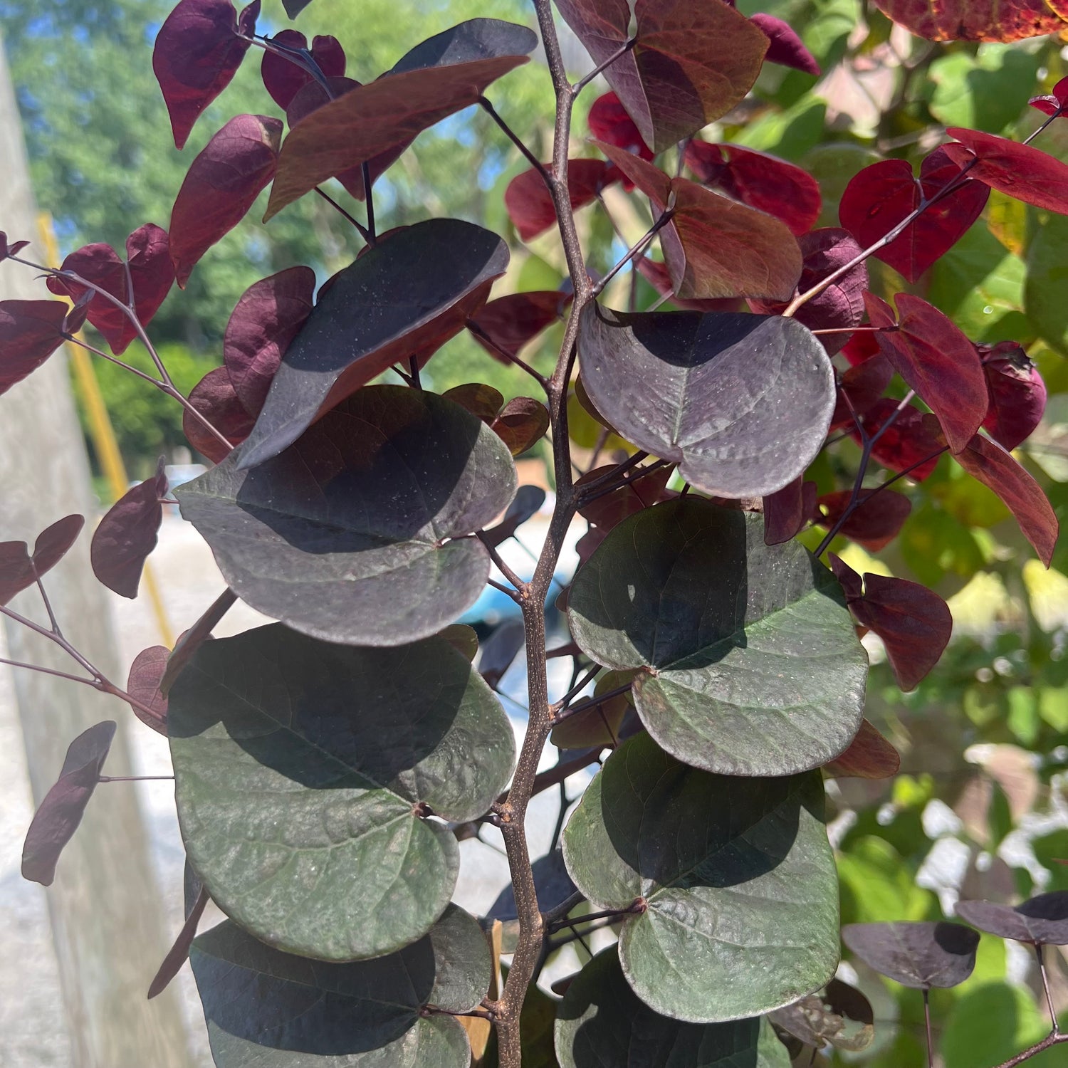 Garden Gems Amethyst Redbud