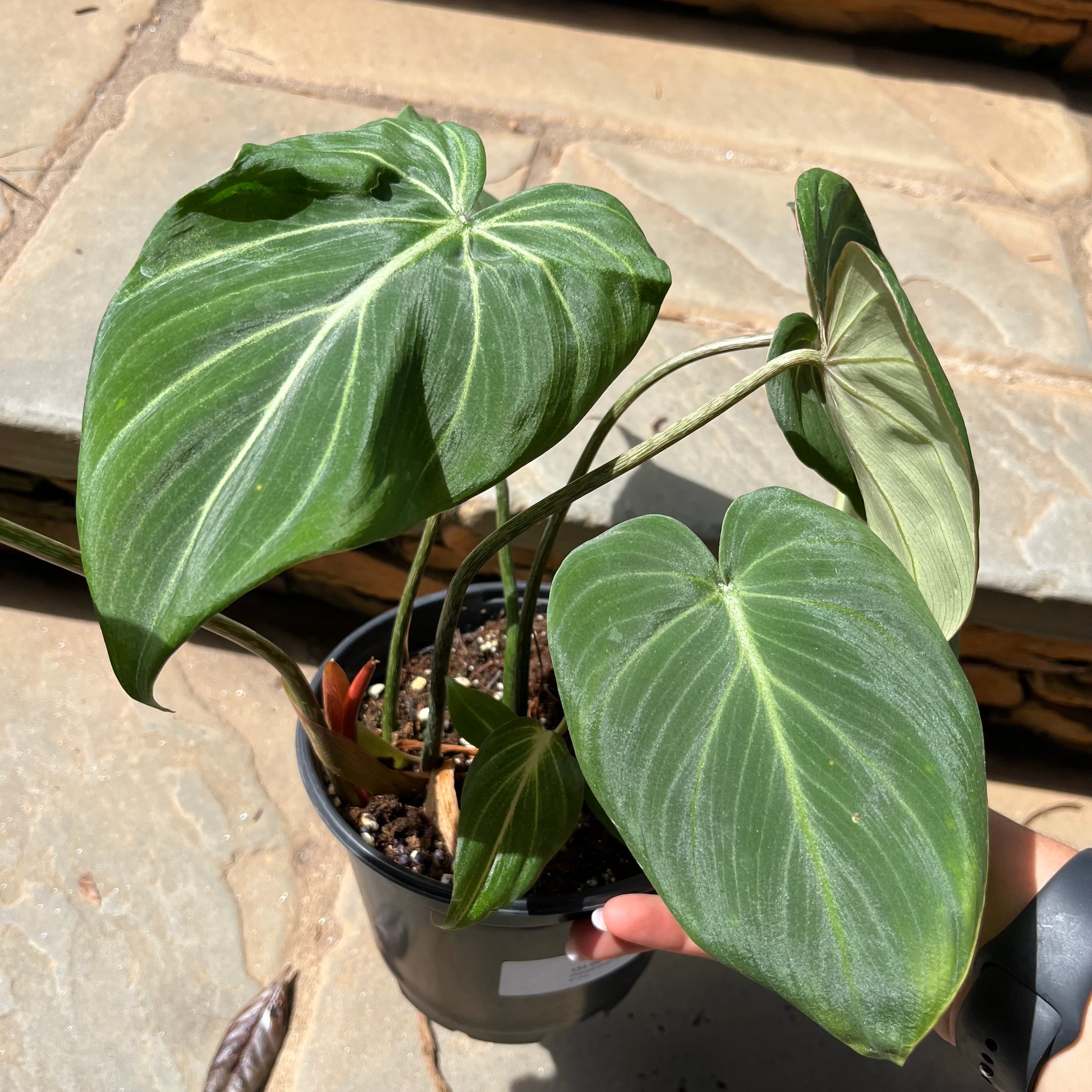 Philodendron Gloriousum