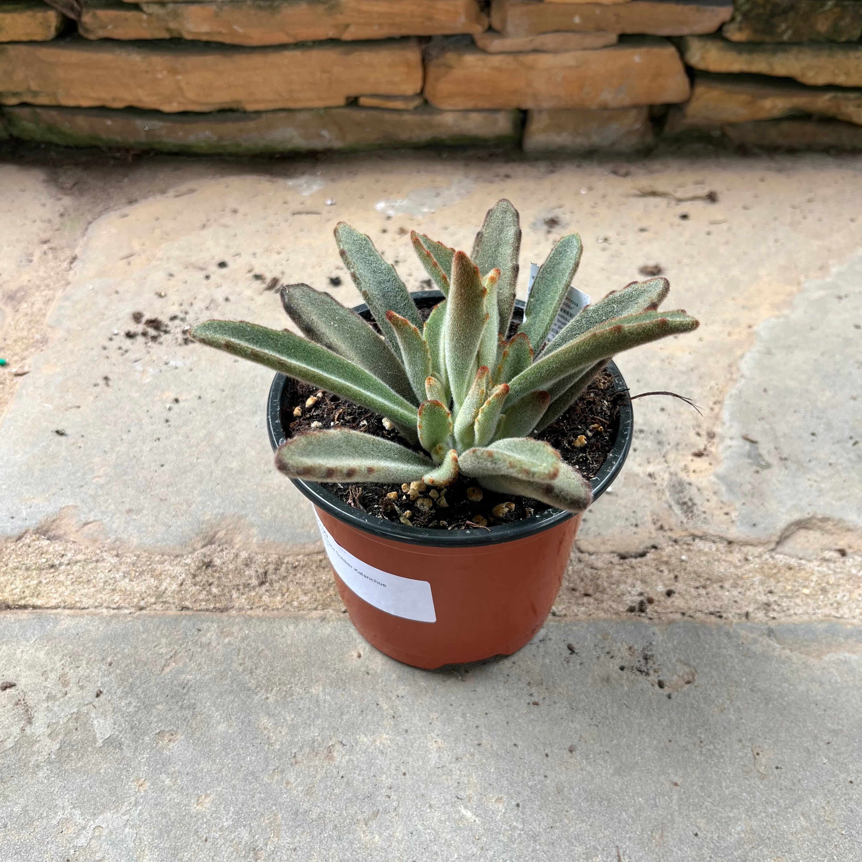 Chocolate Soldier Kalanchoe