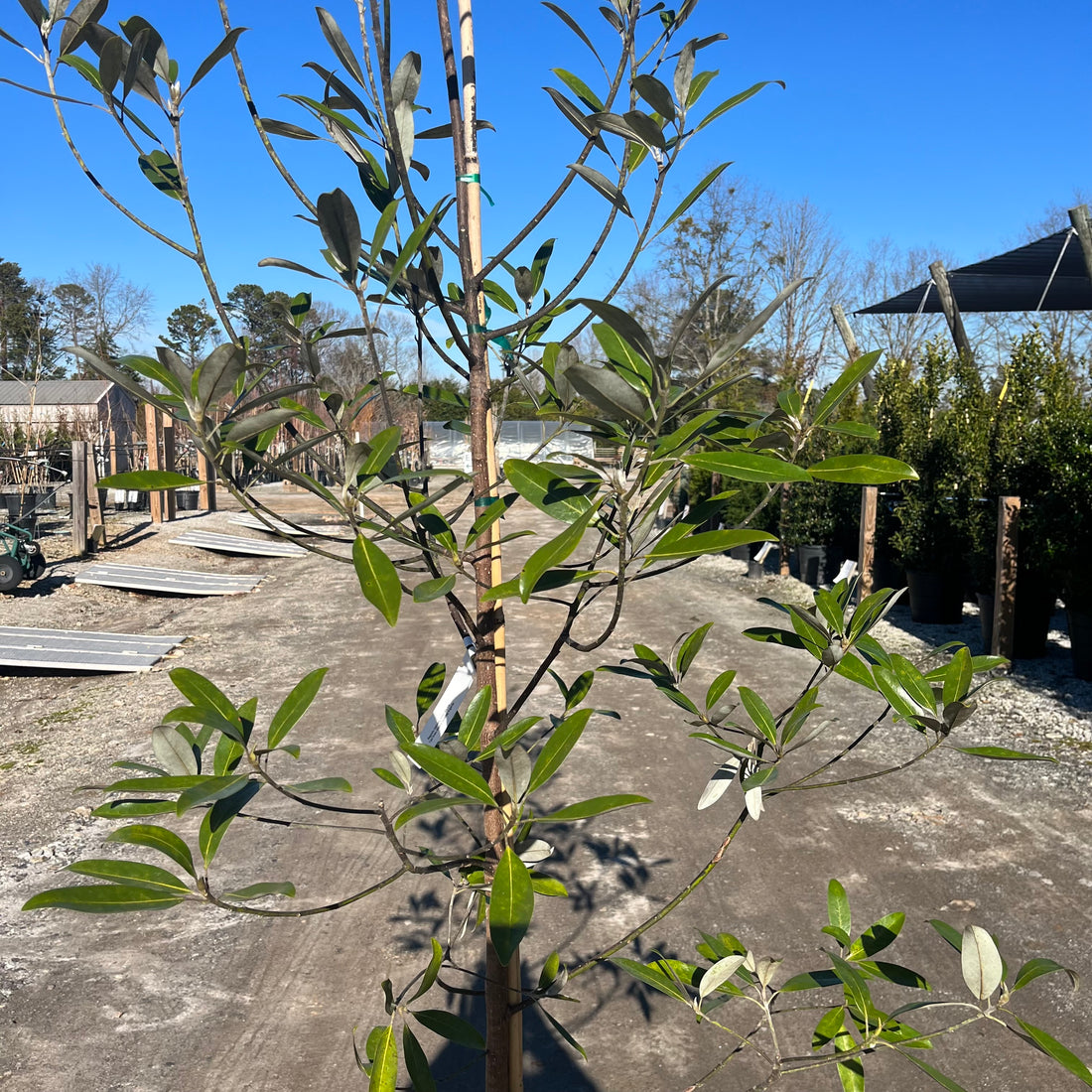 Green Shadow Sweetbay Magnolia