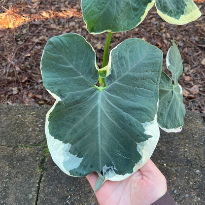 Mickey Mouse Alocasia